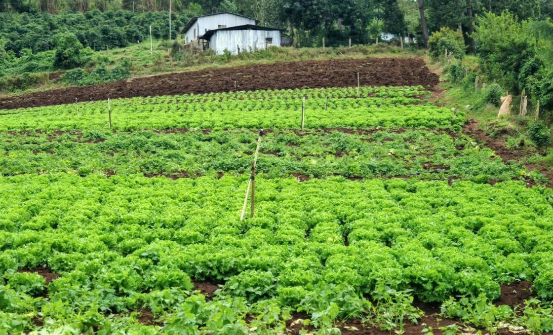 LECHUGA-(2)