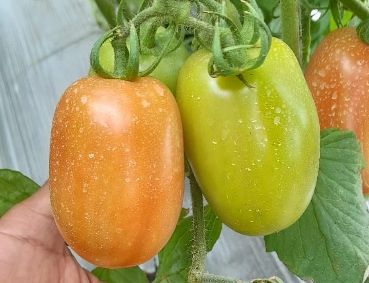 TOMATE3