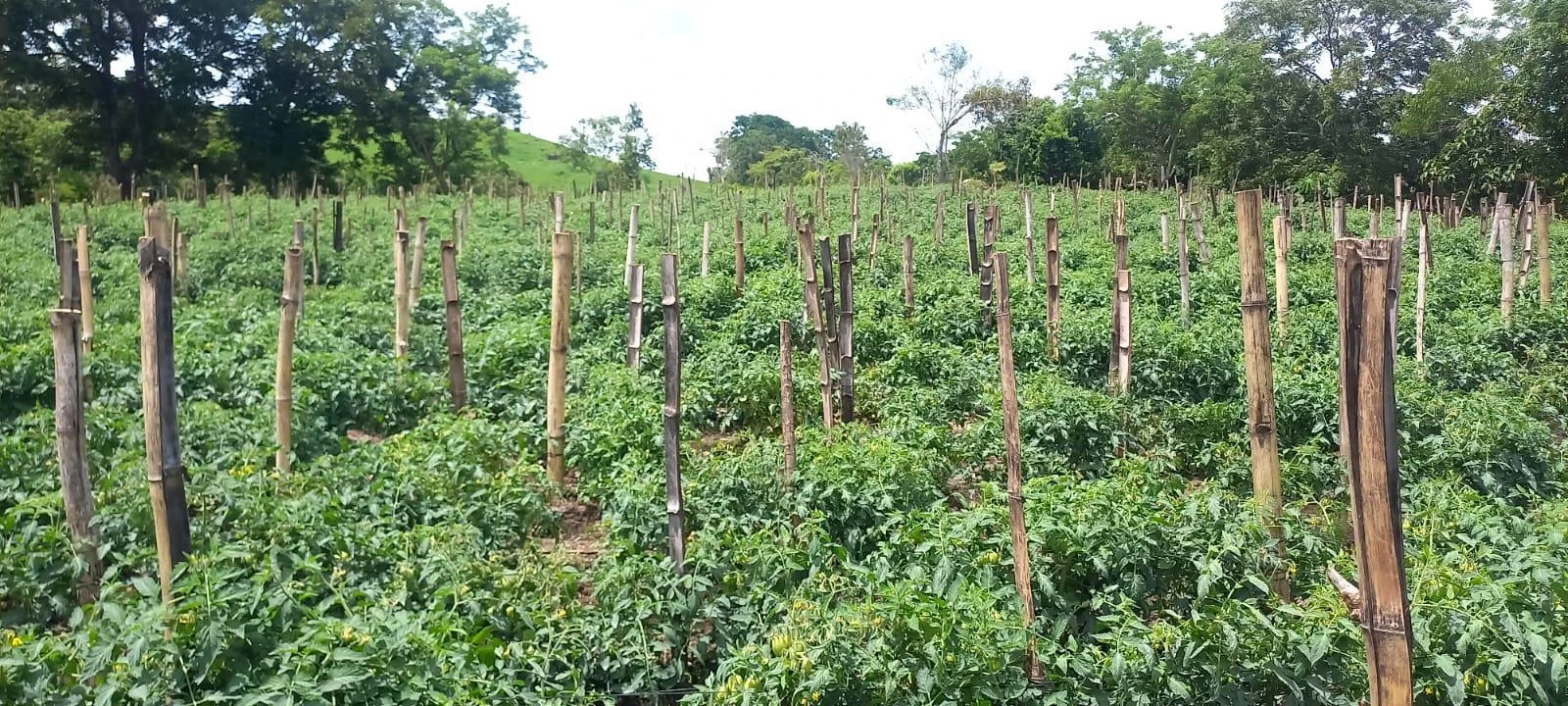 TOMATE4
